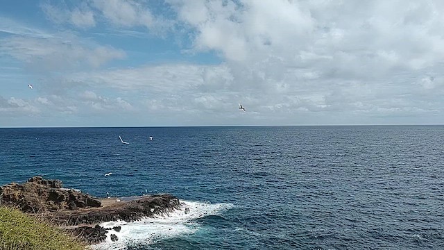 Red-tailed Tropicbird - ML629915499