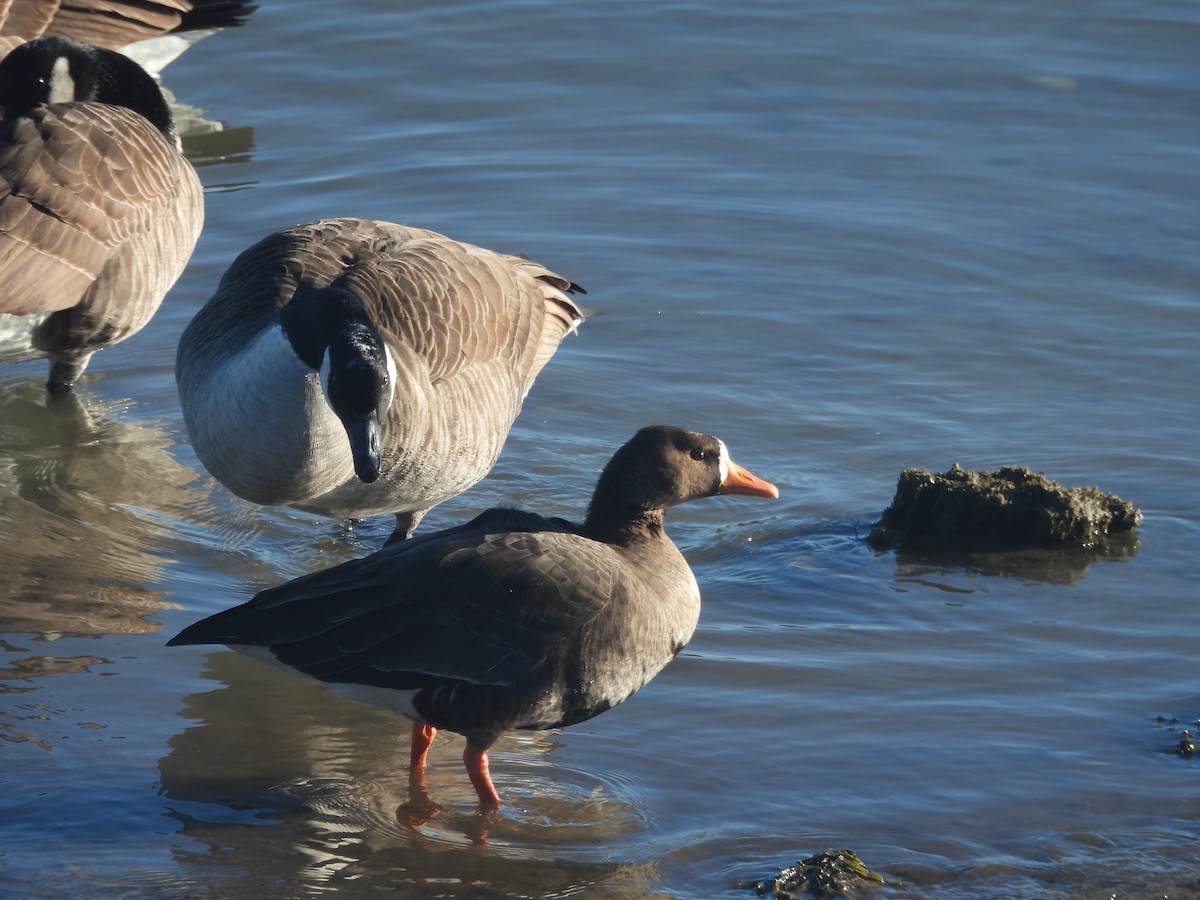 Greater White-fronted Goose - Stacey Huth