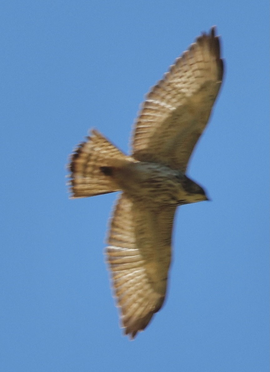 Short-tailed Hawk - ML629915626