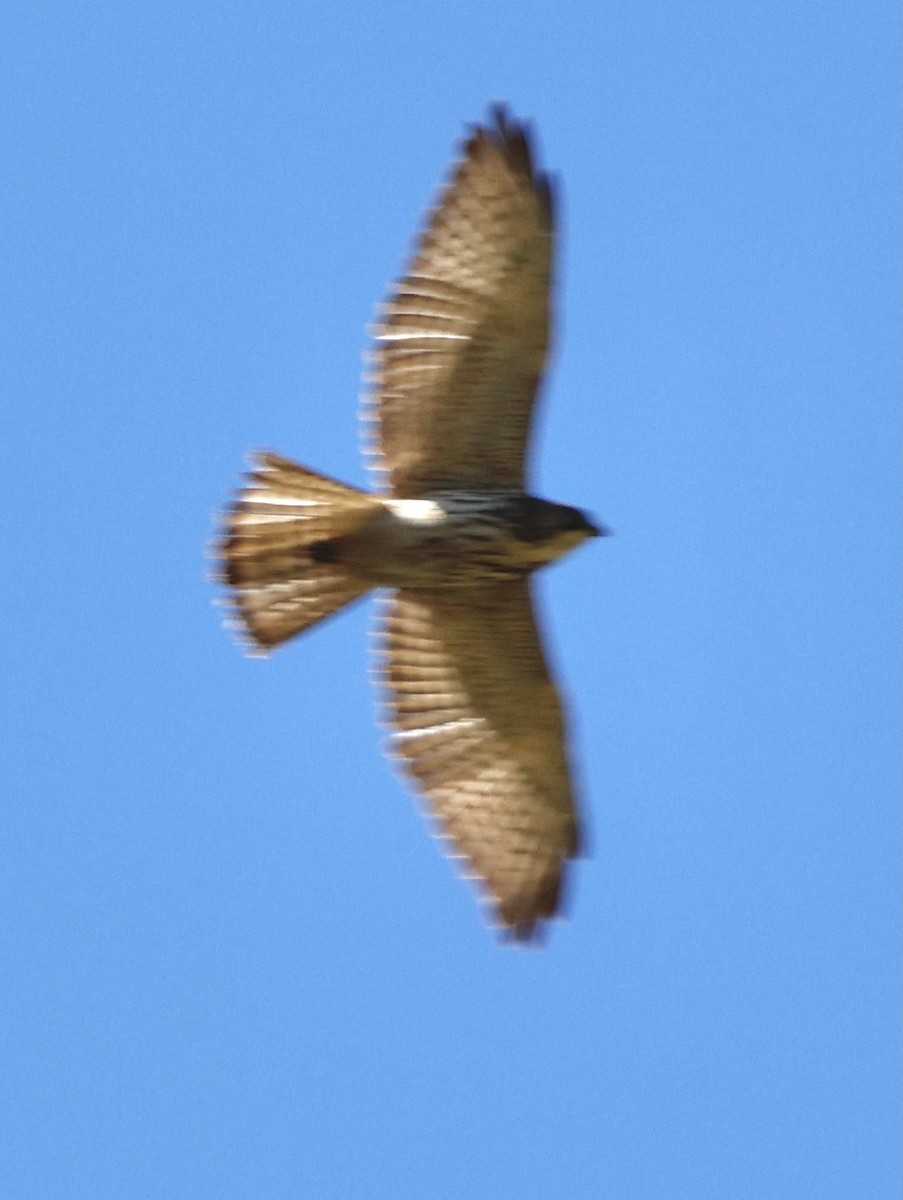 Short-tailed Hawk - ML629915627