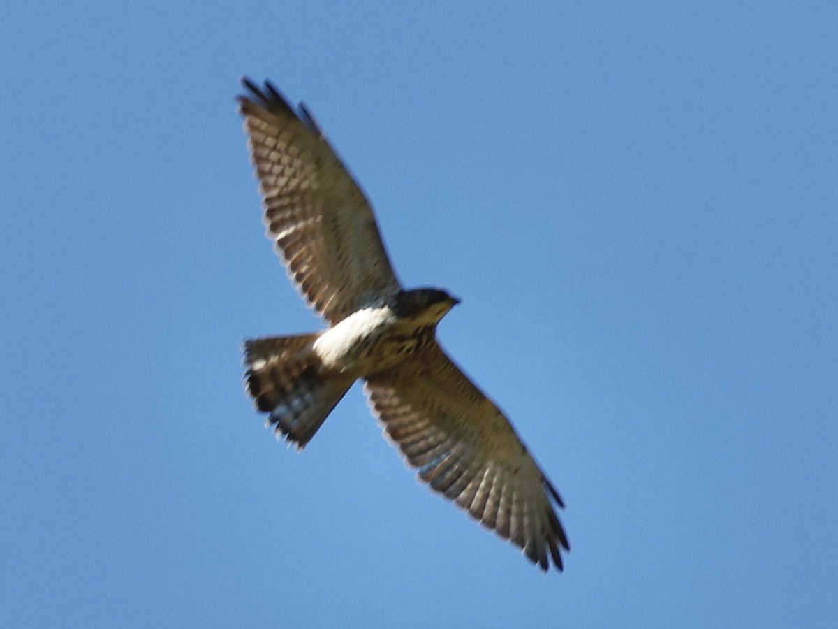 Short-tailed Hawk - ML629915628