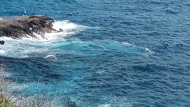 Red-tailed Tropicbird - ML629915648