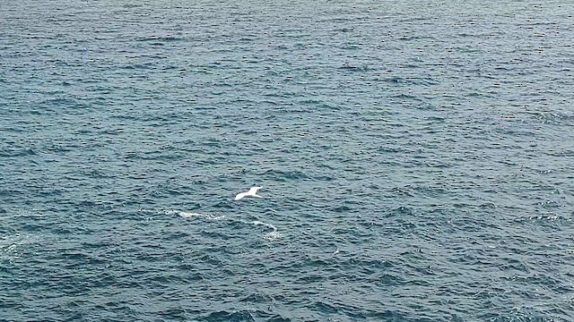 Red-tailed Tropicbird - ML629915649