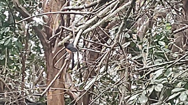 White-rumped Shama - ML629915695