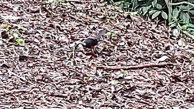 White-rumped Shama - ML629915697