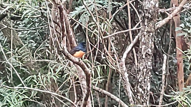 White-rumped Shama - ML629915698