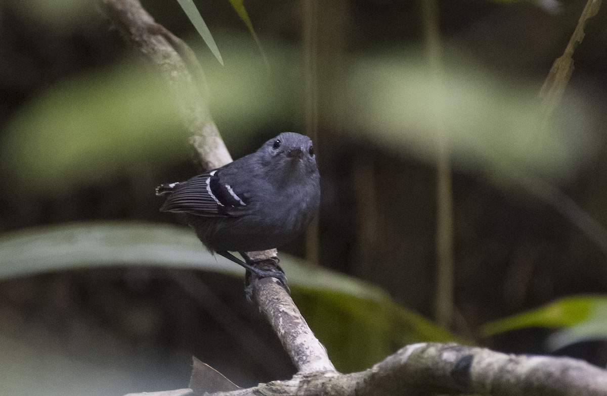 Plain-throated Antwren - Giselle Mangini