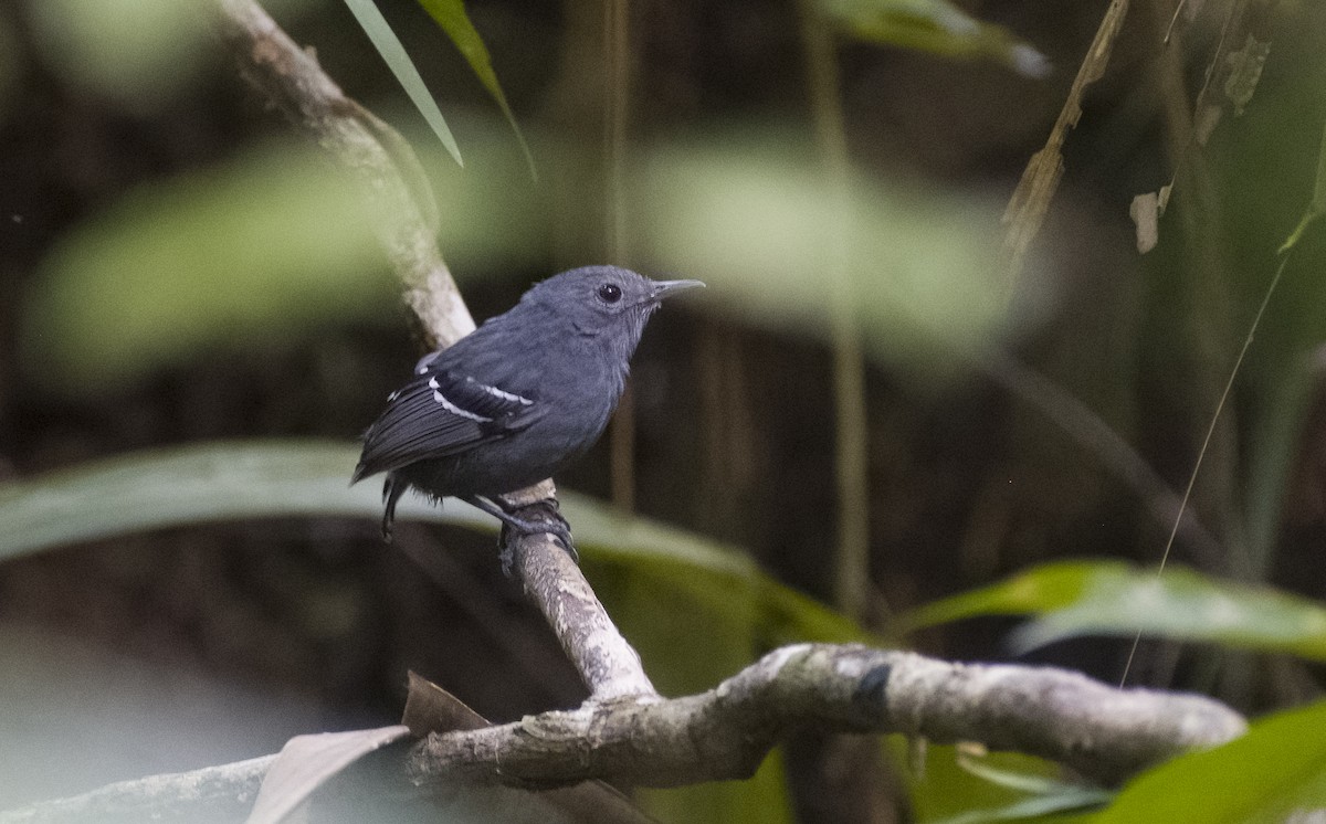 Plain-throated Antwren - Giselle Mangini
