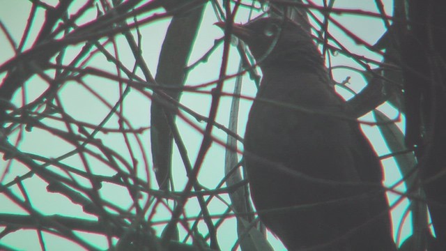 Great Thrush - ML629916163