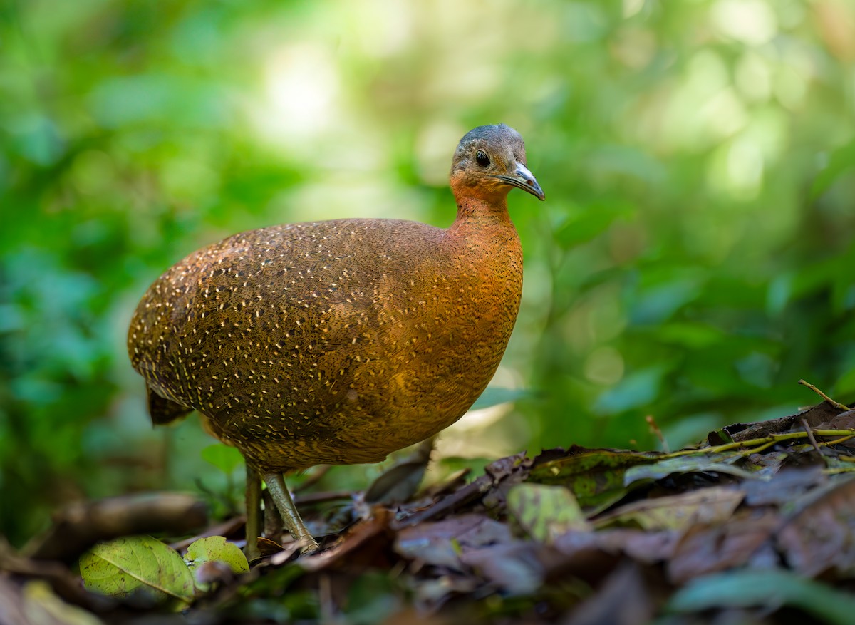Highland Tinamou - ML629916271