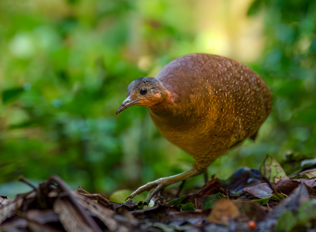 Highland Tinamou - ML629916272