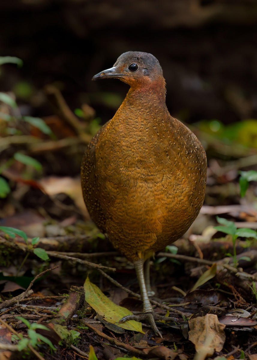 Highland Tinamou - ML629916273