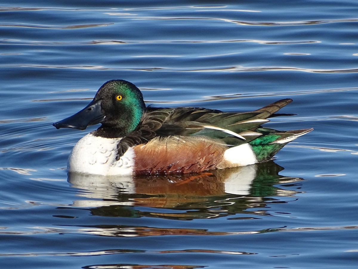 lžičák pestrý - ML629916516