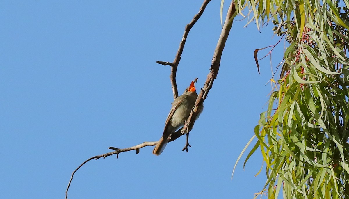 Greater Pewee - ML629916755