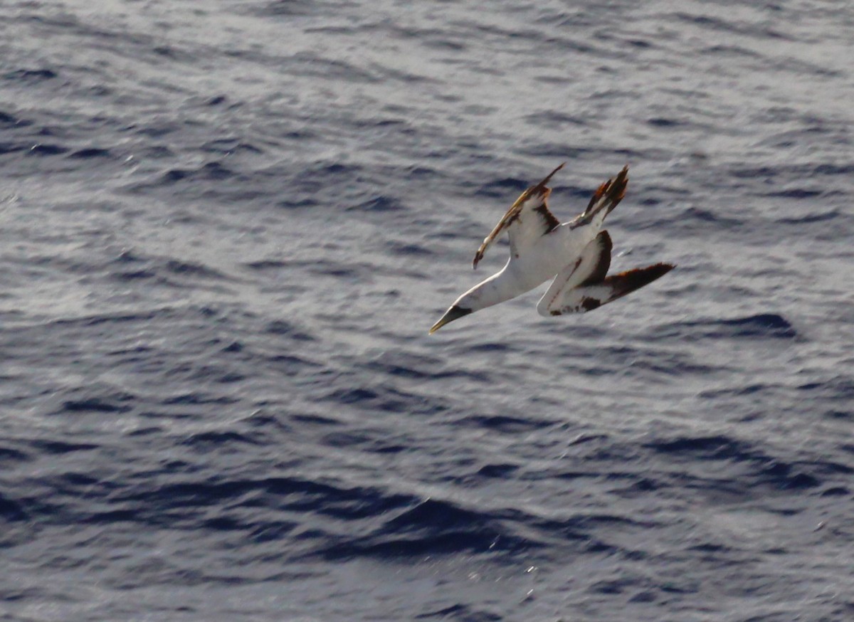 Masked Booby - ML629916786