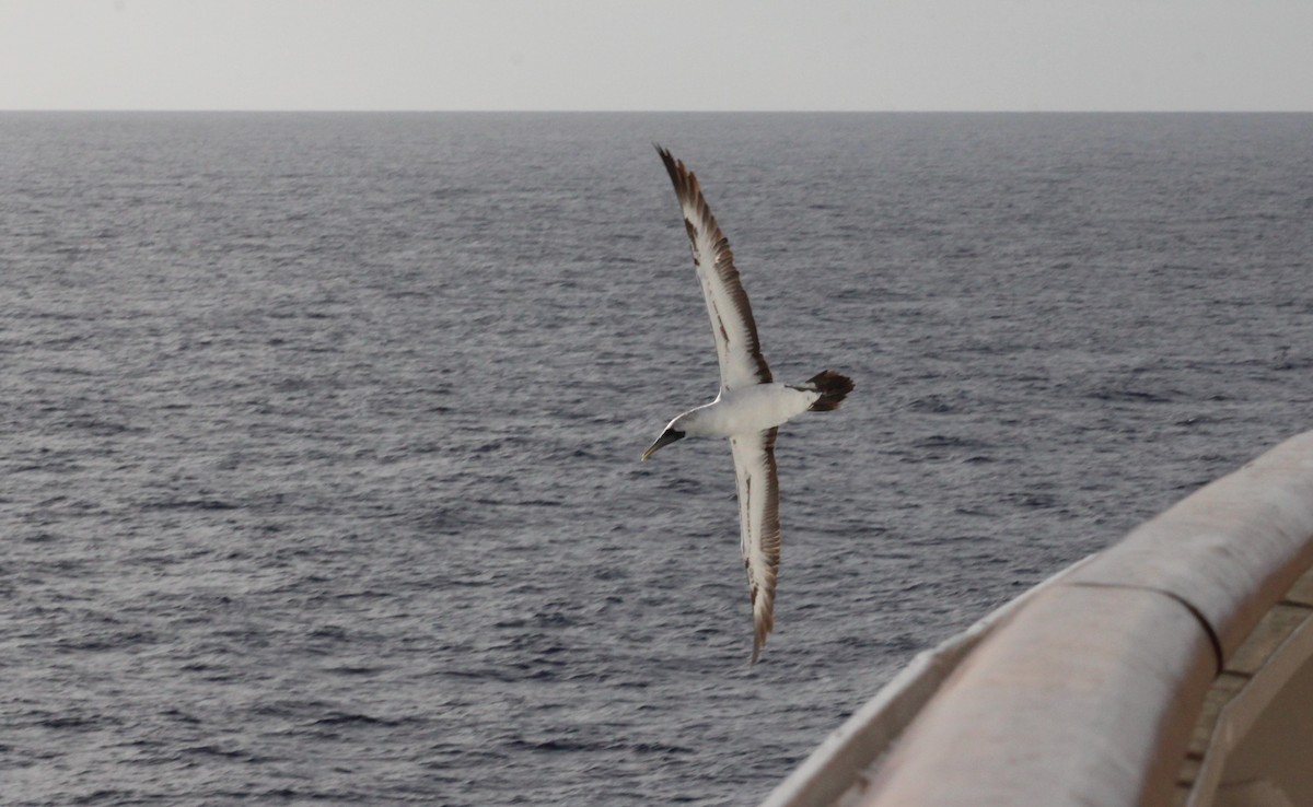 Masked Booby - ML629916787