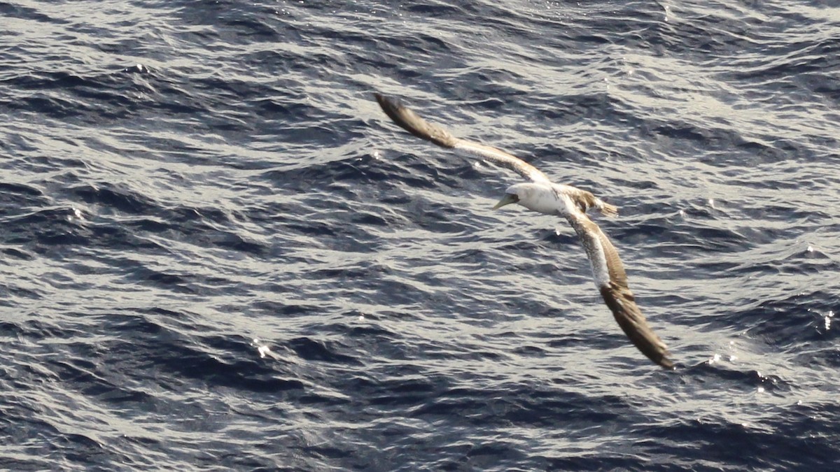 Masked Booby - ML629916788