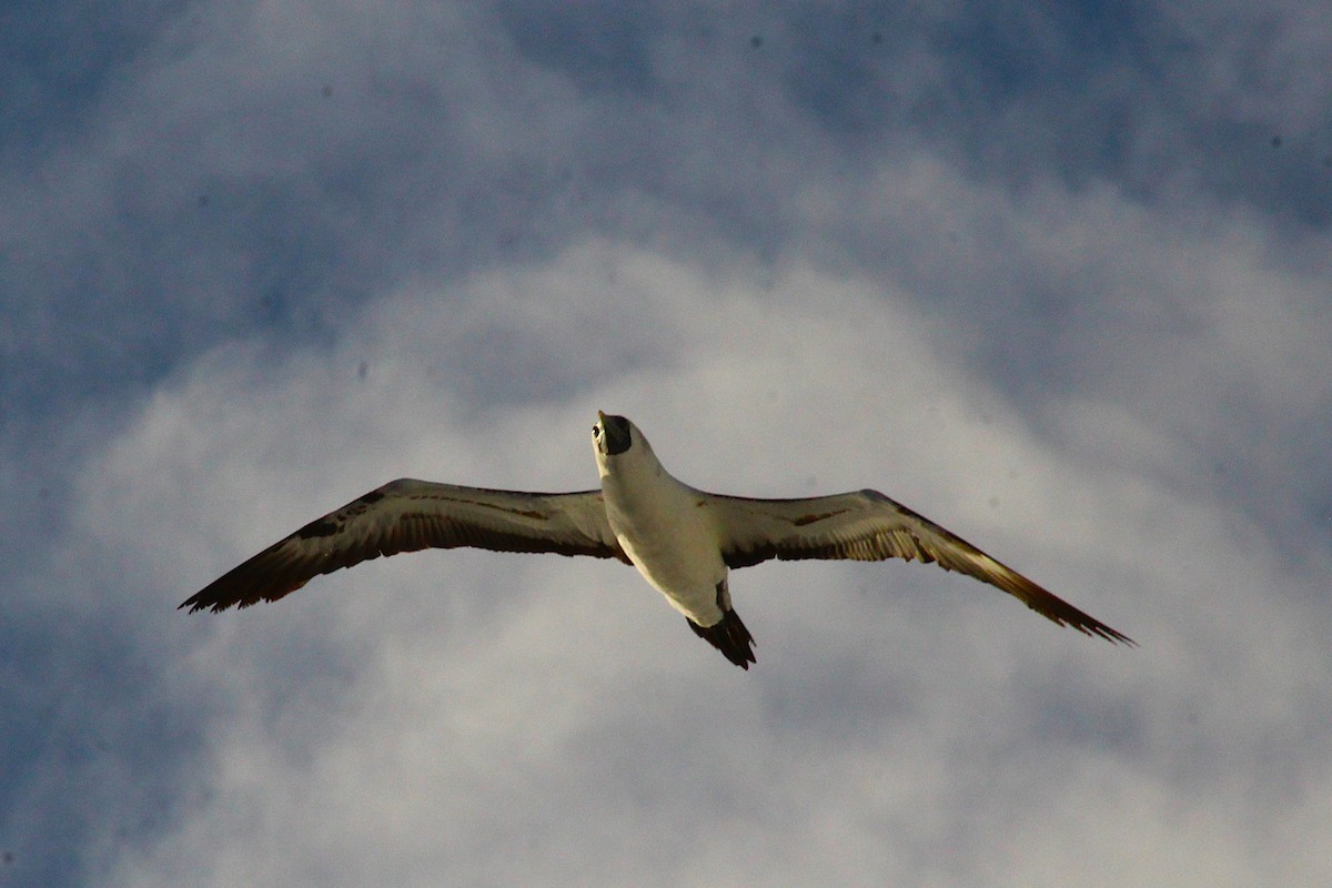 Masked Booby - ML629916789