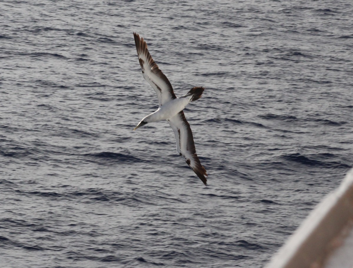 Masked Booby - ML629916790