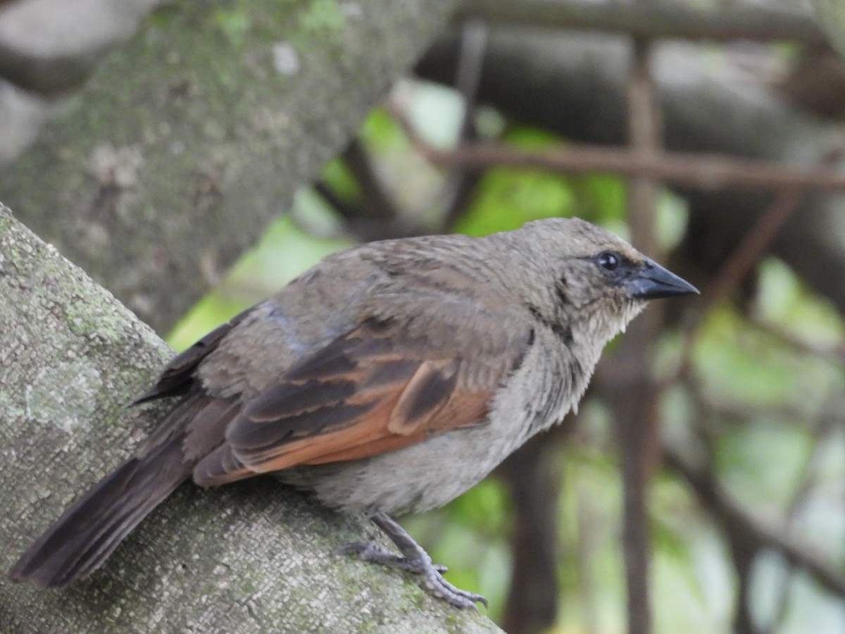 Grayish Baywing - ML629916812