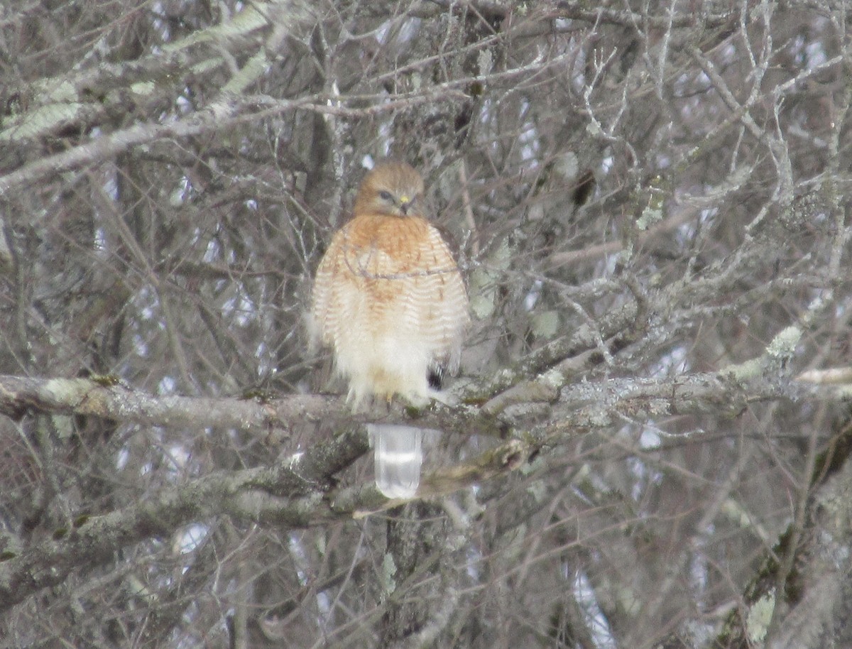 káně páskovaná - ML629916844