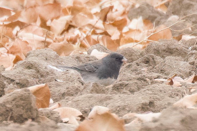 Dark-eyed Junco (Slate-colored) - ML629916861