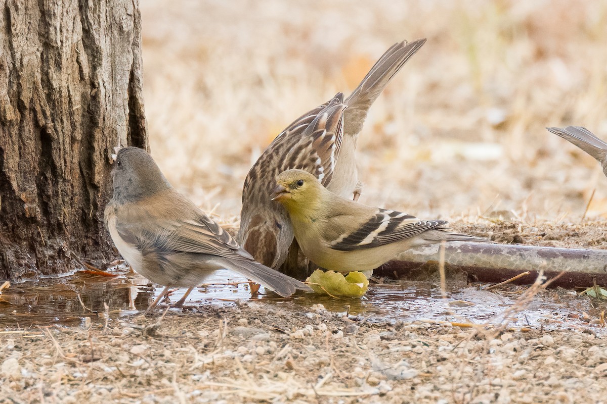 American Goldfinch - ML629916864
