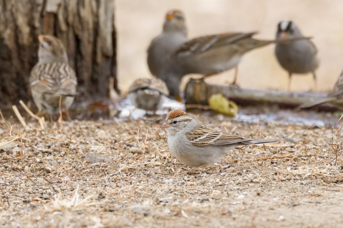 Chipping Sparrow - ML629916870
