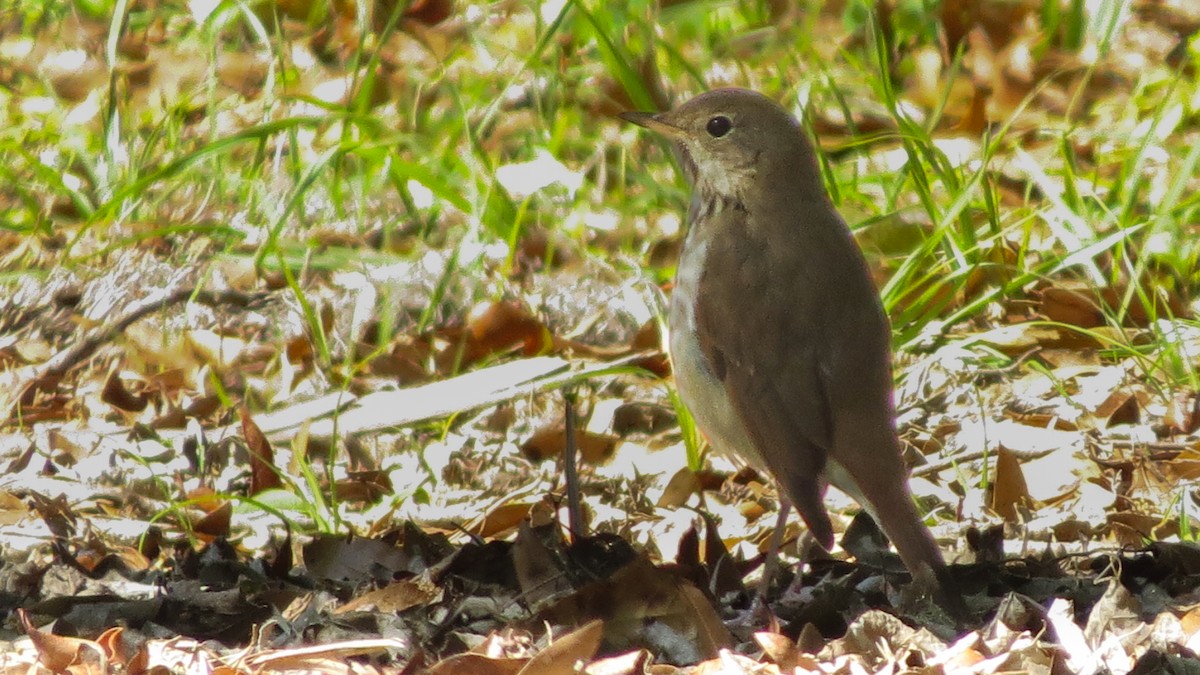 Hermit Thrush - ML629916918