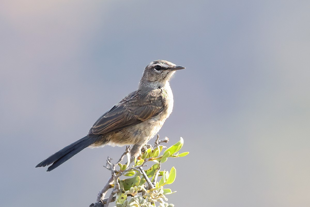 Karoo Scrub-Robin - Roksana and Terry