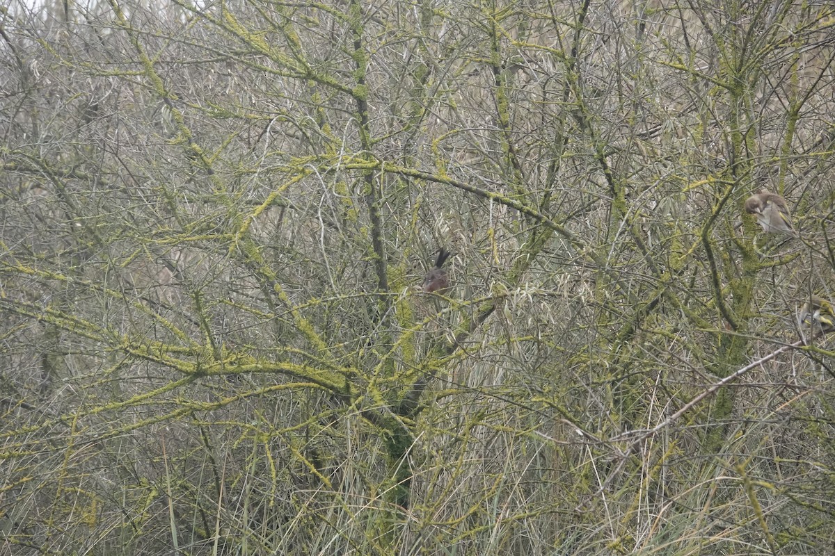 Dartford Warbler - ML629917404