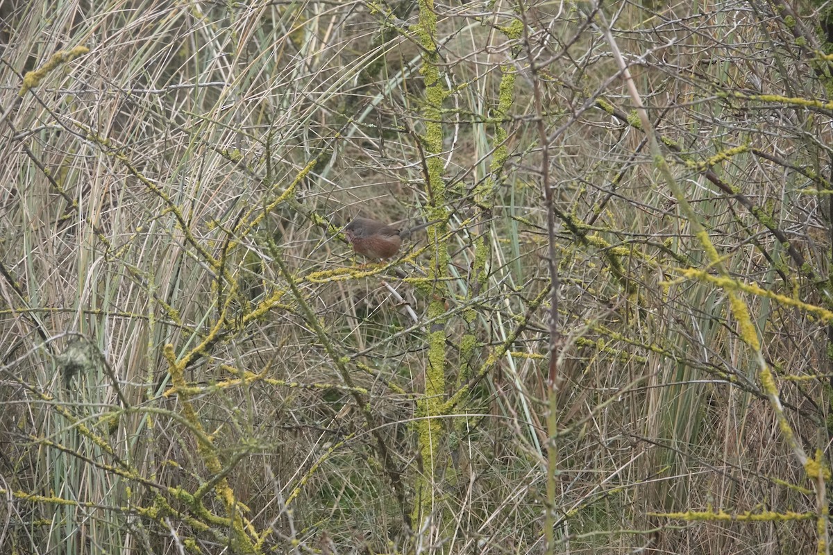Dartford Warbler - ML629917428