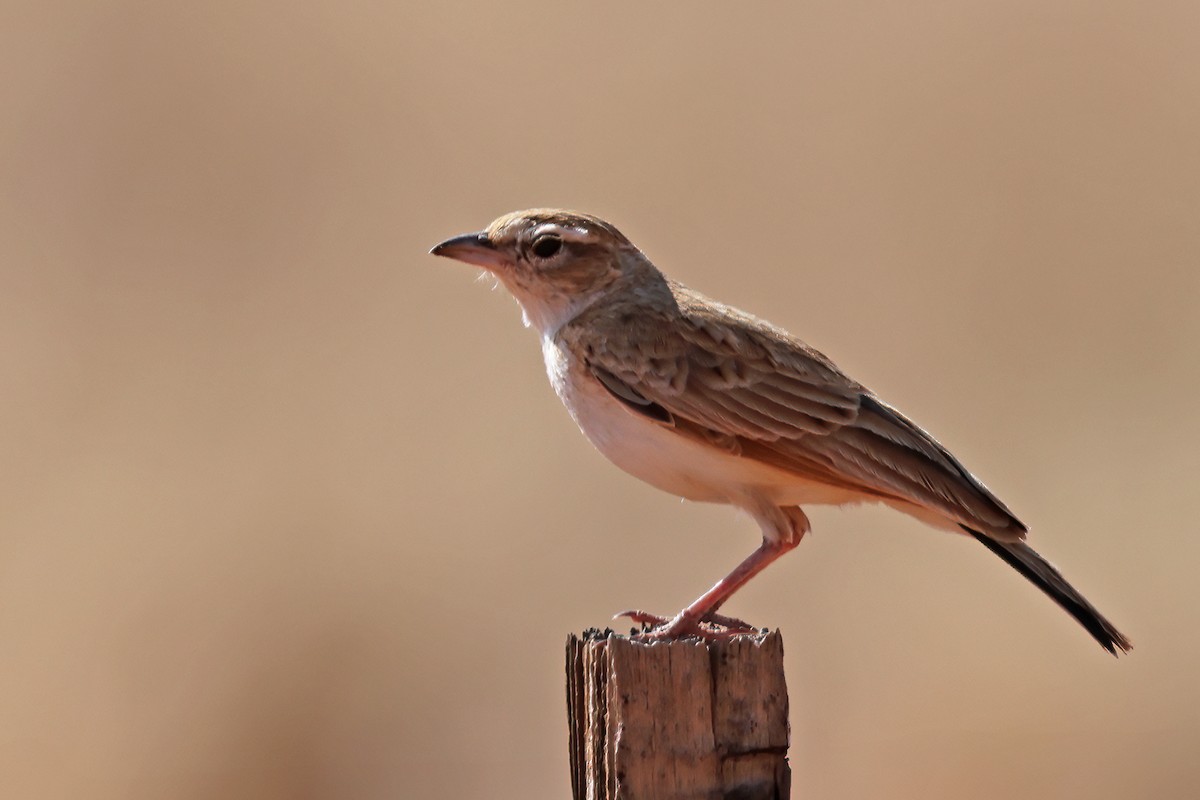 Fawn-colored Lark (Fawn-colored) - ML629917509