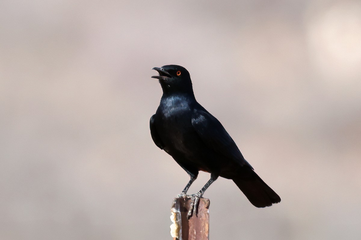 Pale-winged Starling - ML629917537