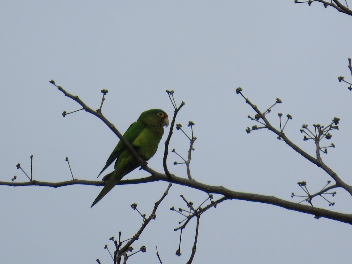 Orange-fronted Parakeet - ML629917679