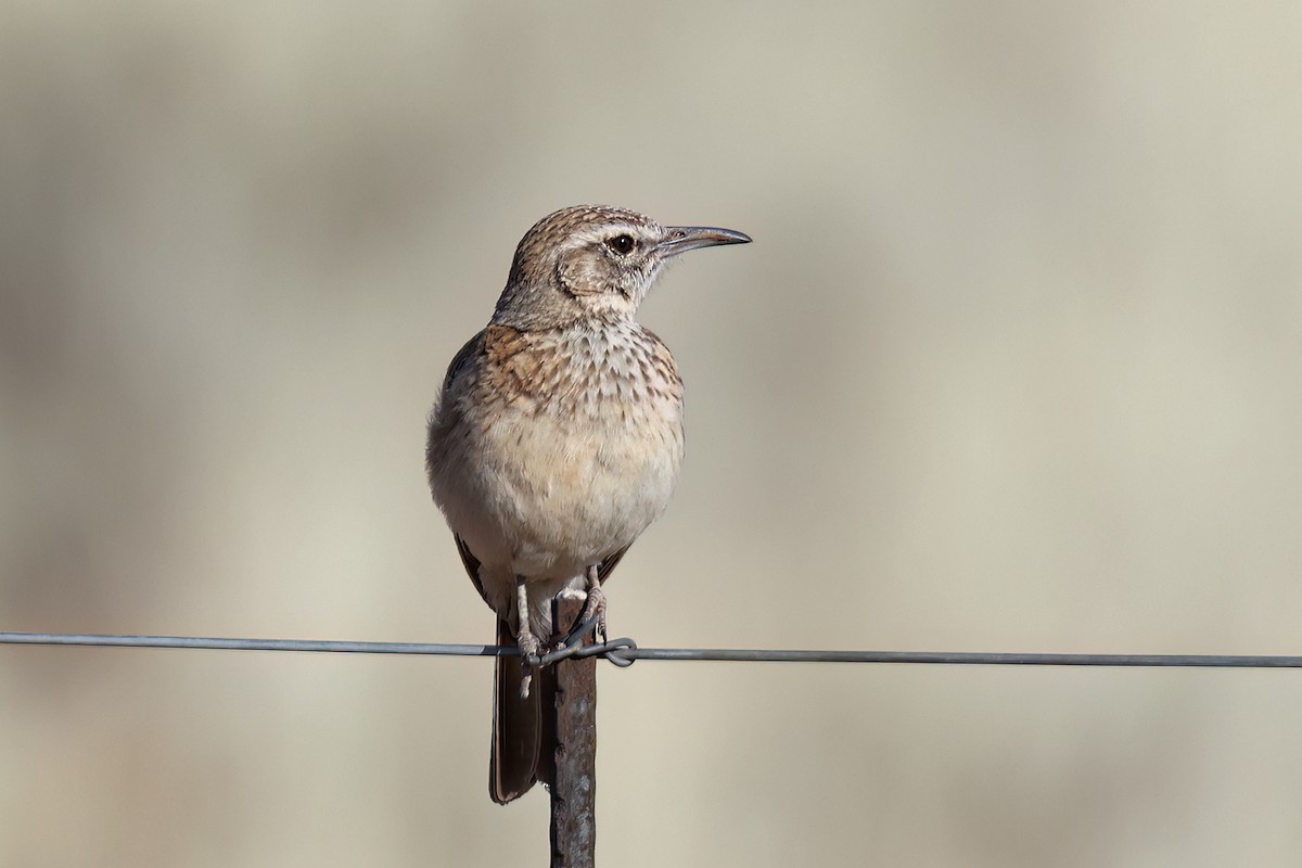 Karoo Long-billed Lark (Karoo) - ML629917734