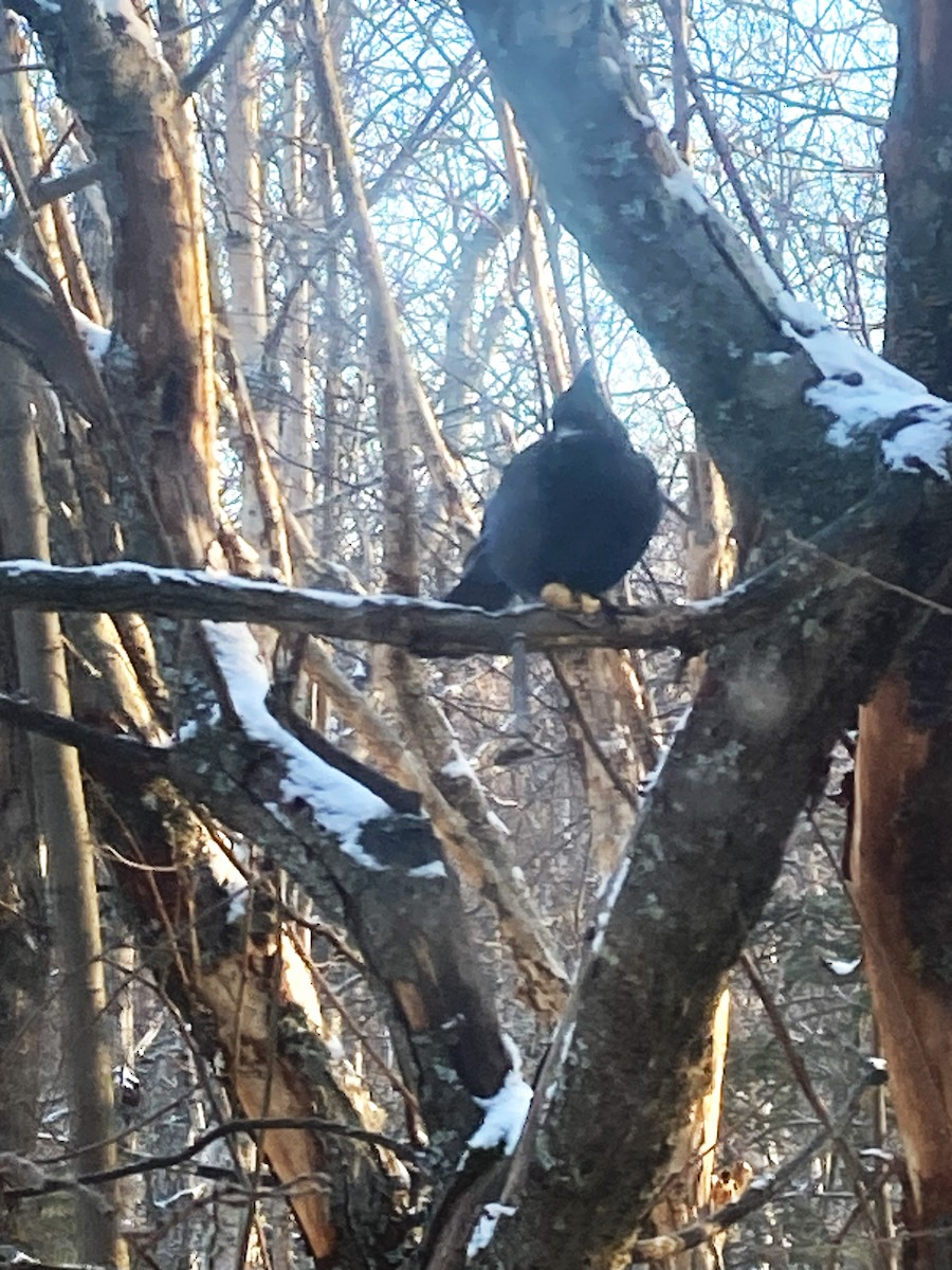 Steller's Jay - ML629917756