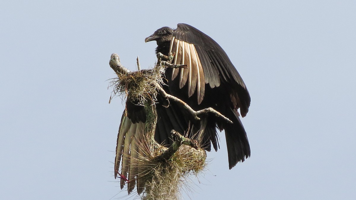 Black Vulture - ML629917938