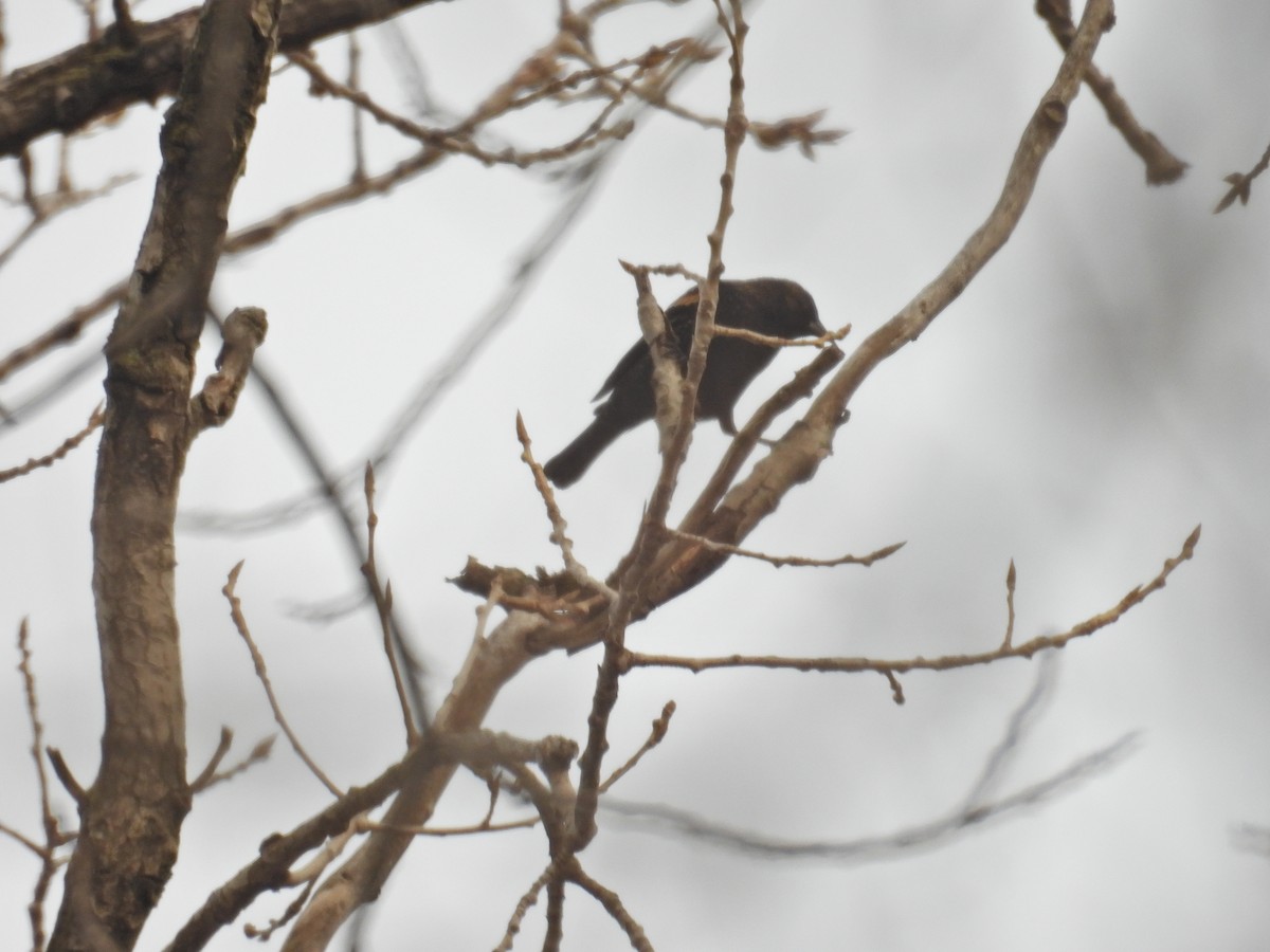 Red-winged Blackbird - ML629918093