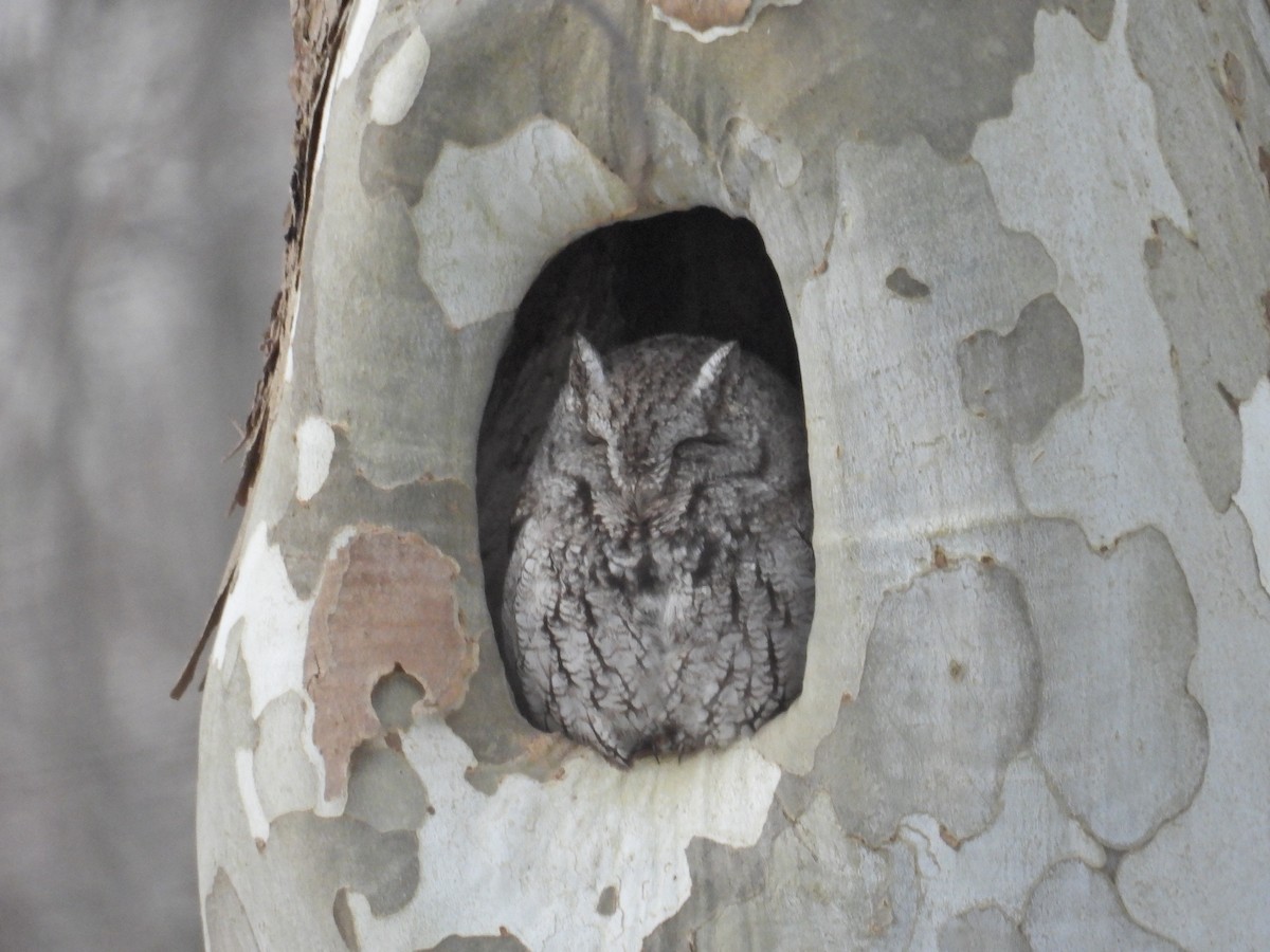 Eastern Screech-Owl - ML629918111