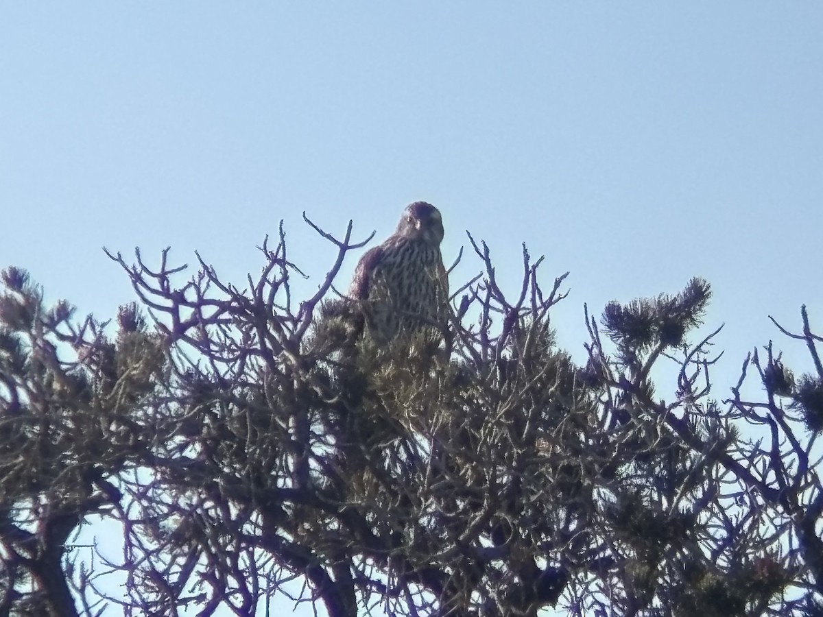 American Goshawk - ML629918418