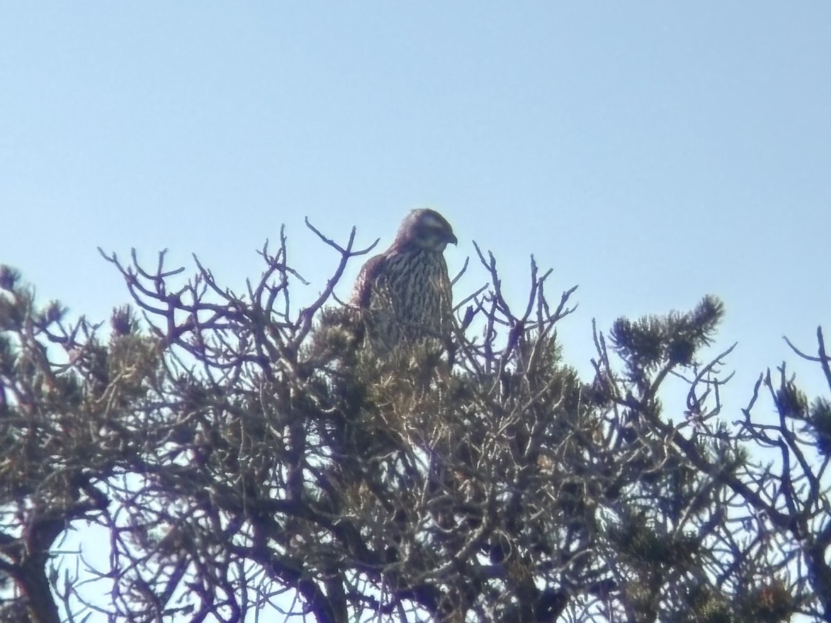 American Goshawk - ML629918439