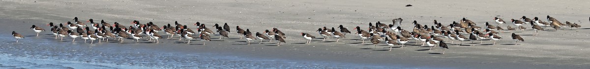 American Oystercatcher - ML629918611