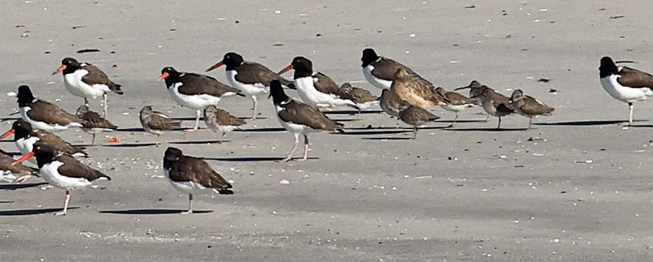 Short-billed Dowitcher - ML629918652