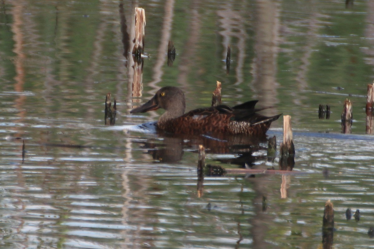 Canard bridé - ML629918855