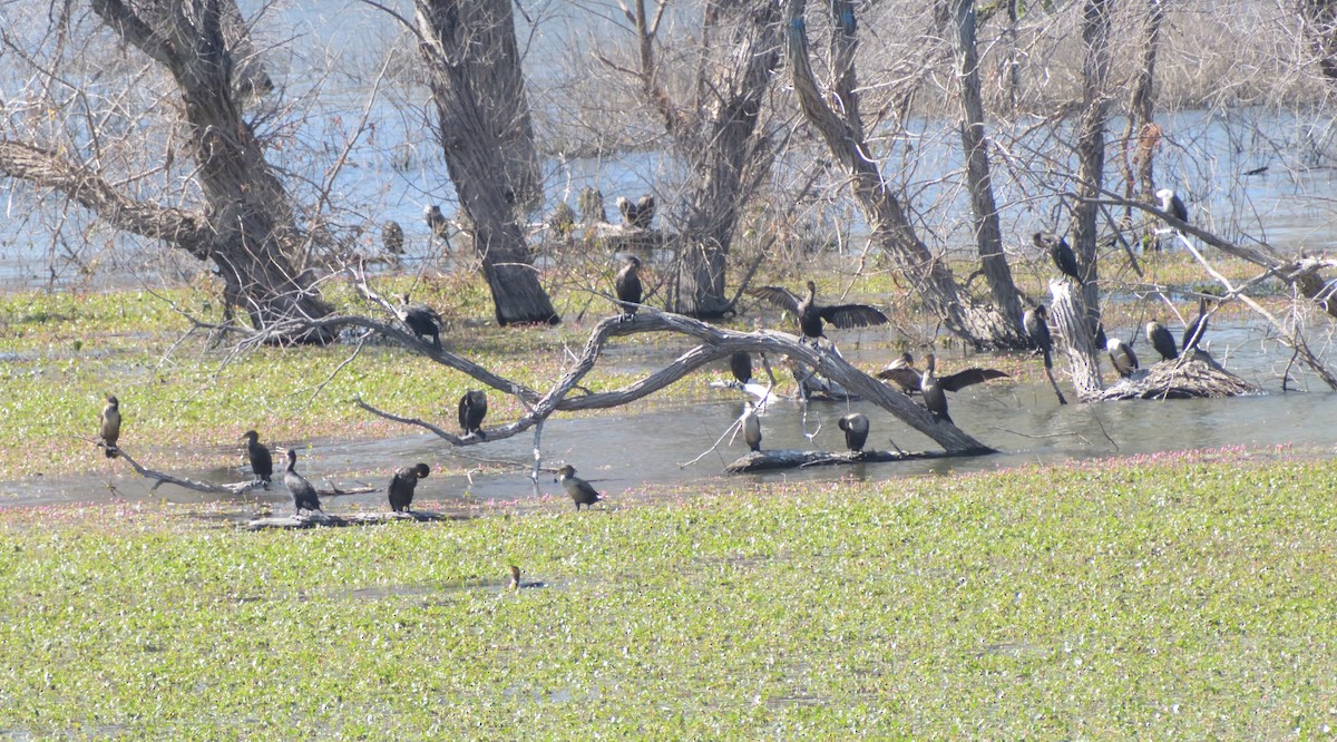 Double-crested Cormorant - ML629919091