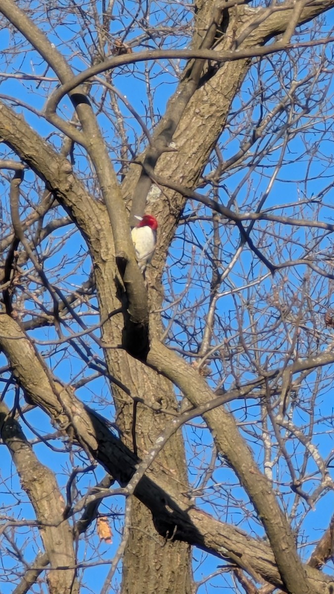 Red-headed Woodpecker - ML629919098