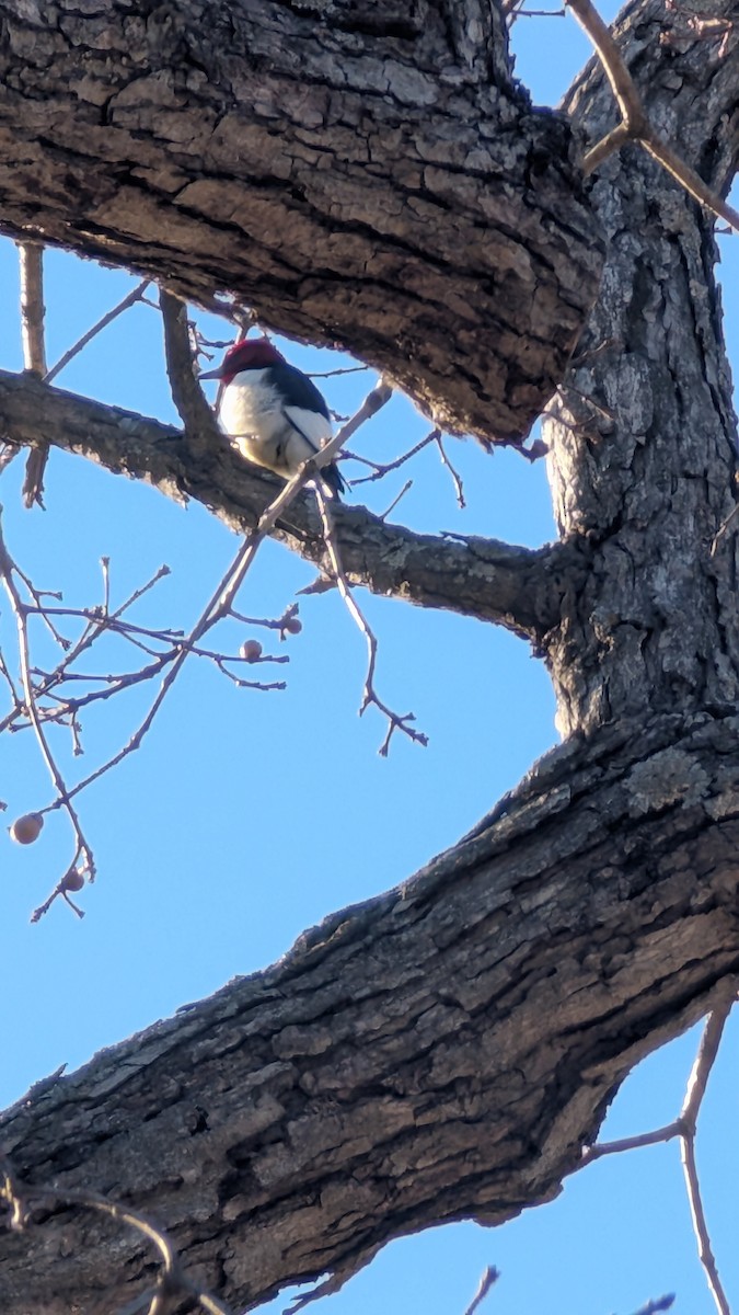 Red-headed Woodpecker - ML629919099