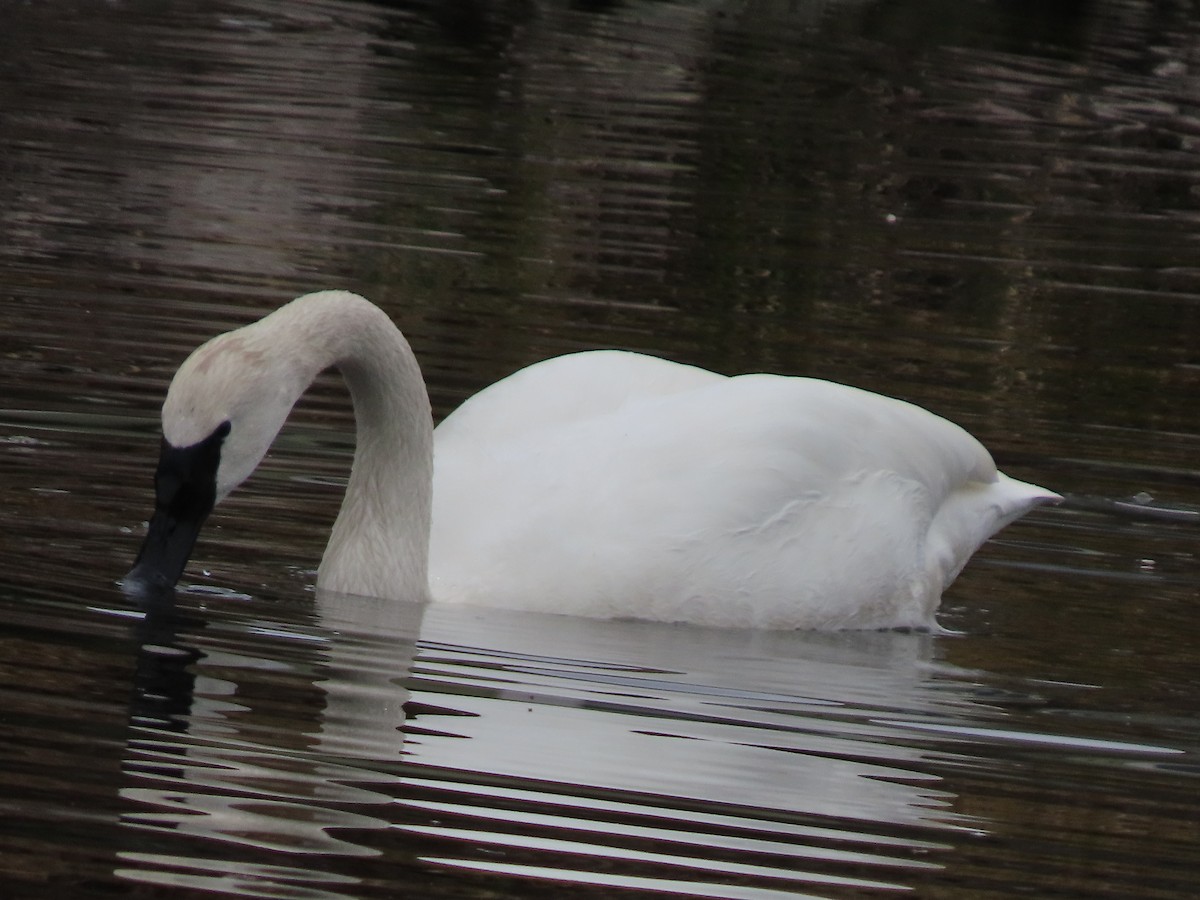Trumpeter Swan - ML629919120