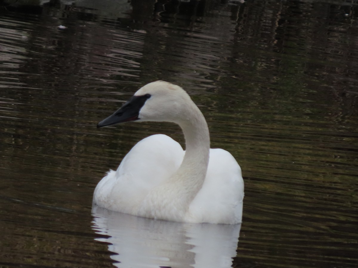 Trumpeter Swan - ML629919121